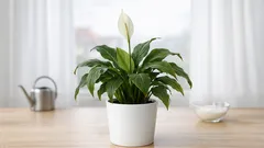 Friedenslilie blüht nicht? Die häufigsten Ursachen und was du sofort ändern kannst