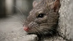 Wie Ratten mit Schnurrhaaren im Dunkeln sehen: das Geheimnis der Vibrissen