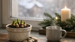 Paperwhite-Narzissen ‘Ziva’ treiben: so blühen sie pünktlich zu Weihnachten